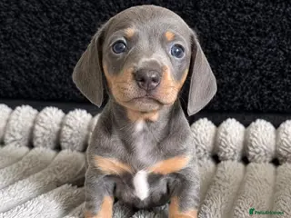 Miniature Dachshund dogs KC Miniature Dachshunds - Advert 15
