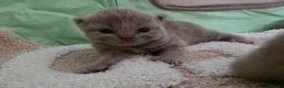 British Shorthair cats for sale: GCCF Champion British short hair kittens  - Advert 3