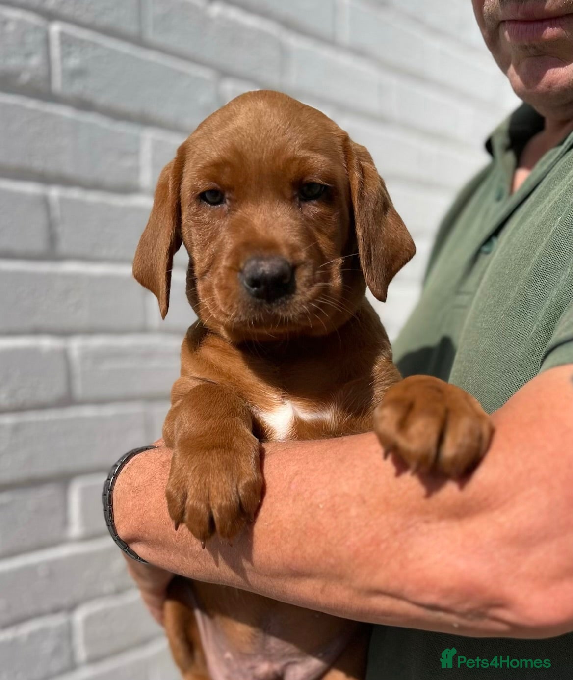 Labrador Retriever dogs Fully Health Tested, Outstanding Dark Red Puppies - Advert 1