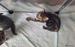 British Shorthair cats for sale: Happy Ragdoll British Short Haired Cross - Image 2