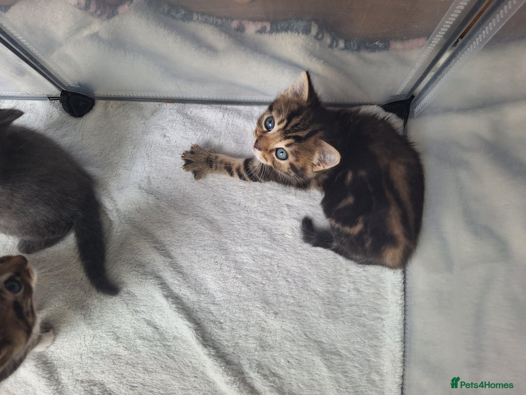 British Shorthair cats for sale: Happy Ragdoll British Short Haired Cross - Image 2