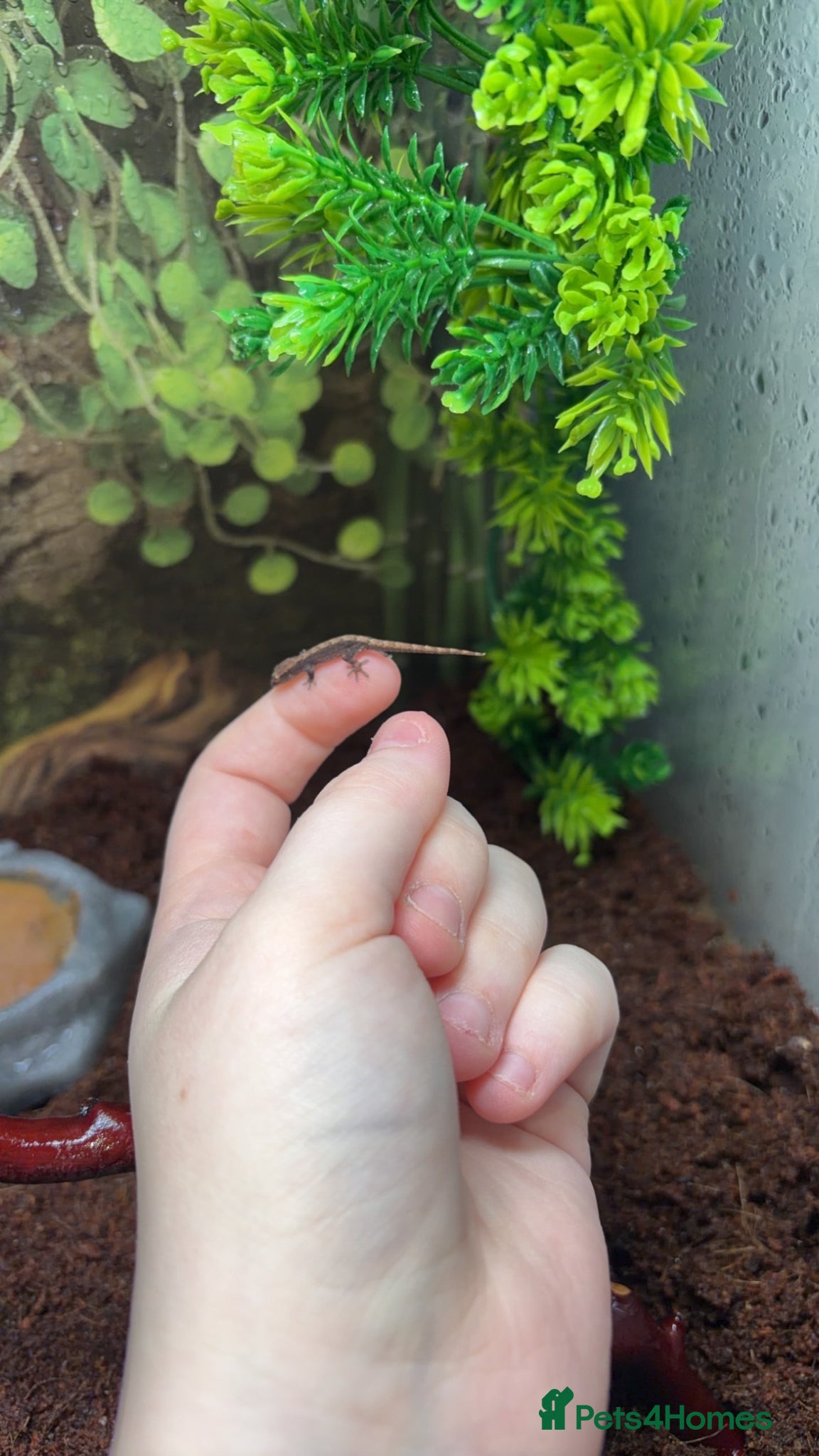 Gecko reptiles Two geckos - Advert 3