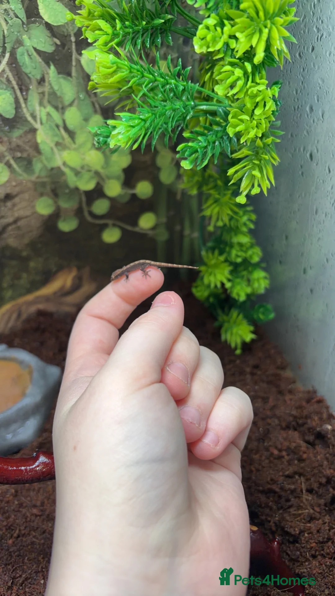 Gecko reptiles for sale: Two geckos in Rotherham - Advert 1