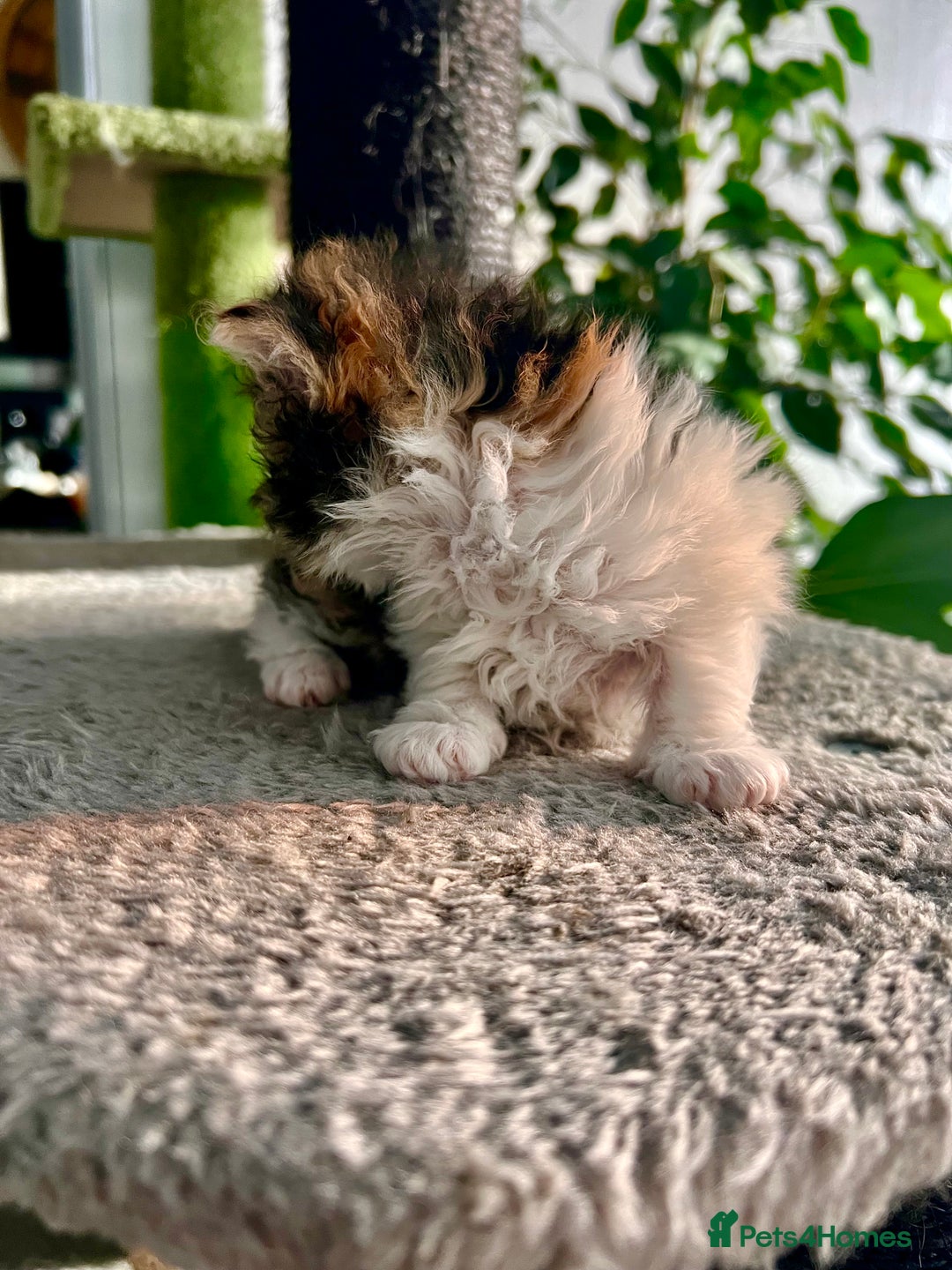 Selkirk Rex cats for sale: Stunning Selkirk rex kittens - Advert 3