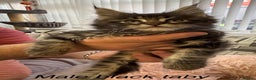 Maine Coon cats for sale: Adorable pedigree Maine coon kittens - Advert 11