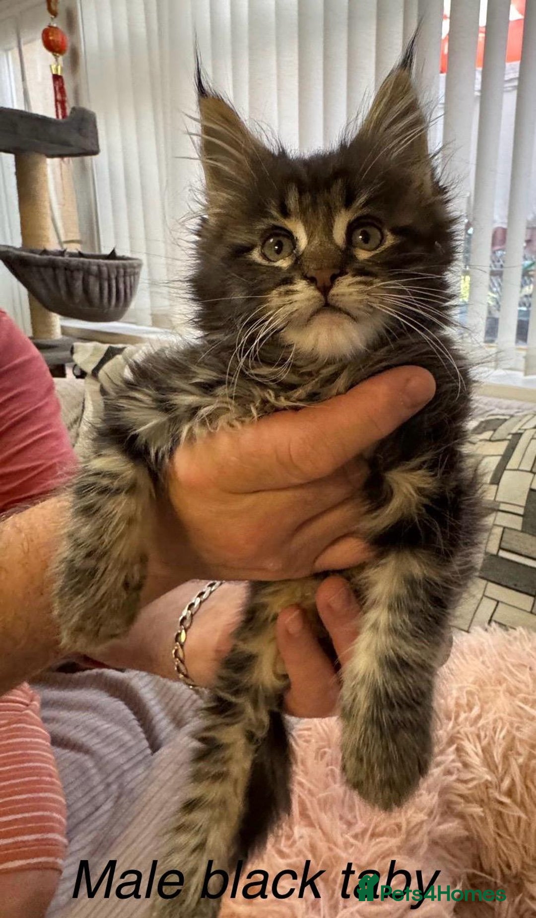 Maine Coon cats for sale: Adorable pedigree Maine coon kittens - Advert 11