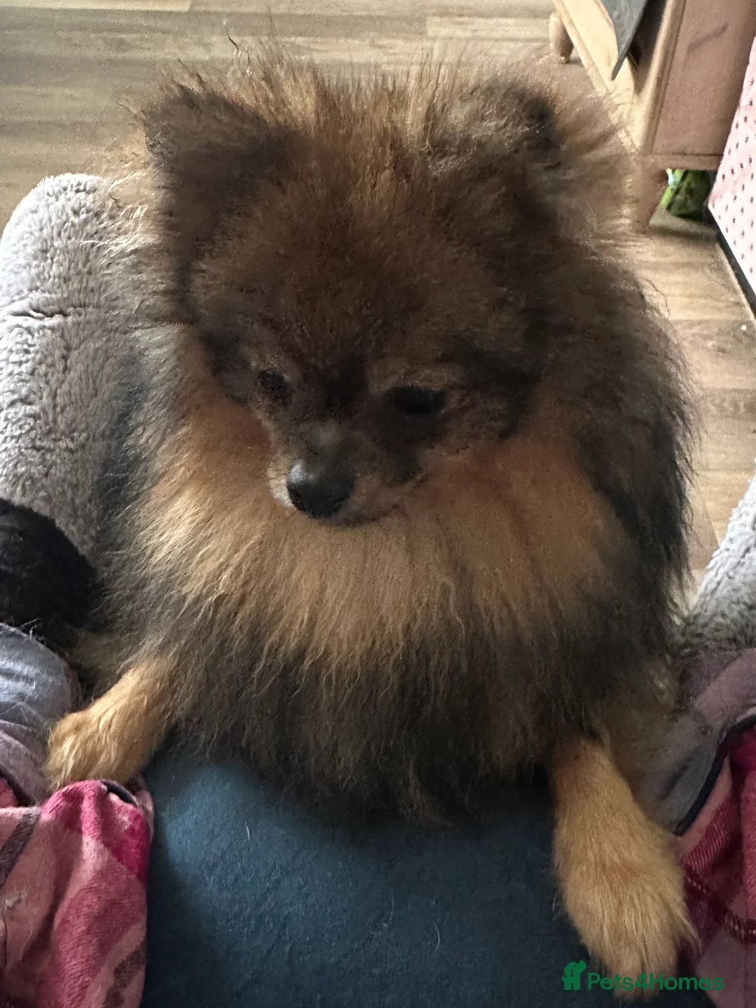 Pomeranian dogs for sale: Beautiful Boy Pomeranian, Quinn - Advert 5