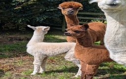 Alpaca livestock for sale: Dark brown female cria ready to reserve - Image 5