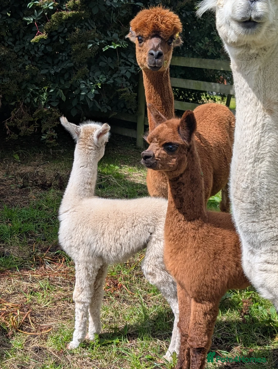Alpaca livestock for sale: Dark brown female cria ready now - Advert 4