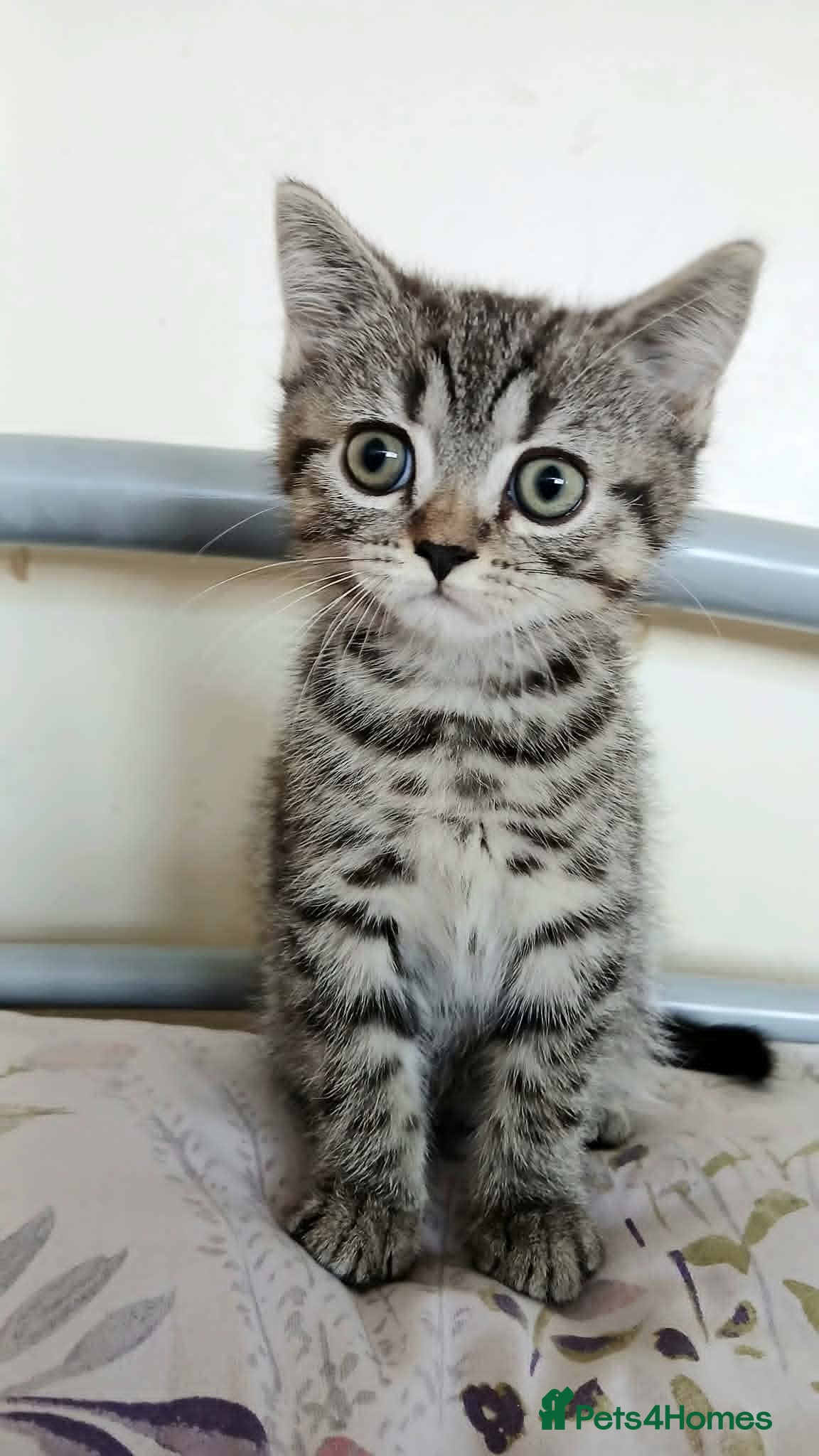 Mixed Breed cats Bsh X Scotish straight kitten- boy. - Advert 1