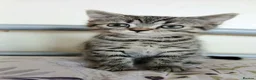 Mixed Breed cats for sale: Bsh X Scotish straight kitten- boy. - Advert 1