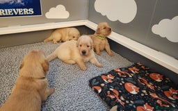 Golden Retriever dogs for sale: We have 5 boys and 3 girls Golden remaining 🐾 - Image 3