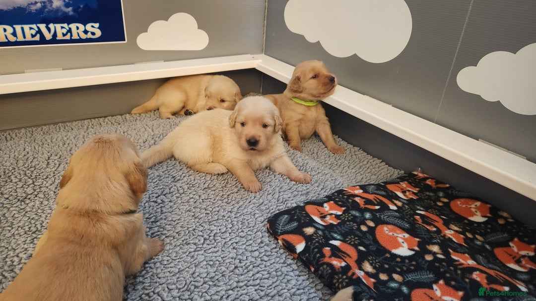 Golden Retriever dogs for sale: We have 5 boys and 3 girls Golden remaining 🐾 - Image 3