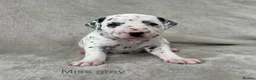 Dalmatian dogs for sale: Beautiful litter of Dalmatian puppies  - Advert 18