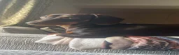 Jackshund dogs for sale: Jackhunds pups ready to join family this  **  - Advert 16