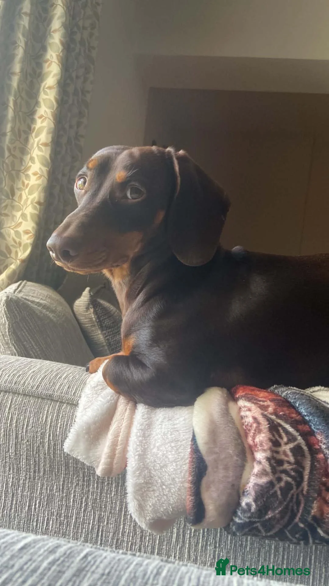 Jackshund dogs for sale: Jackhunds pups ready to join family this  **  - Advert 16