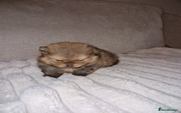 Pomeranian dogs for sale: Adorable KC Reg Pomeranian Pup– Orange Sable Boy - Image 5