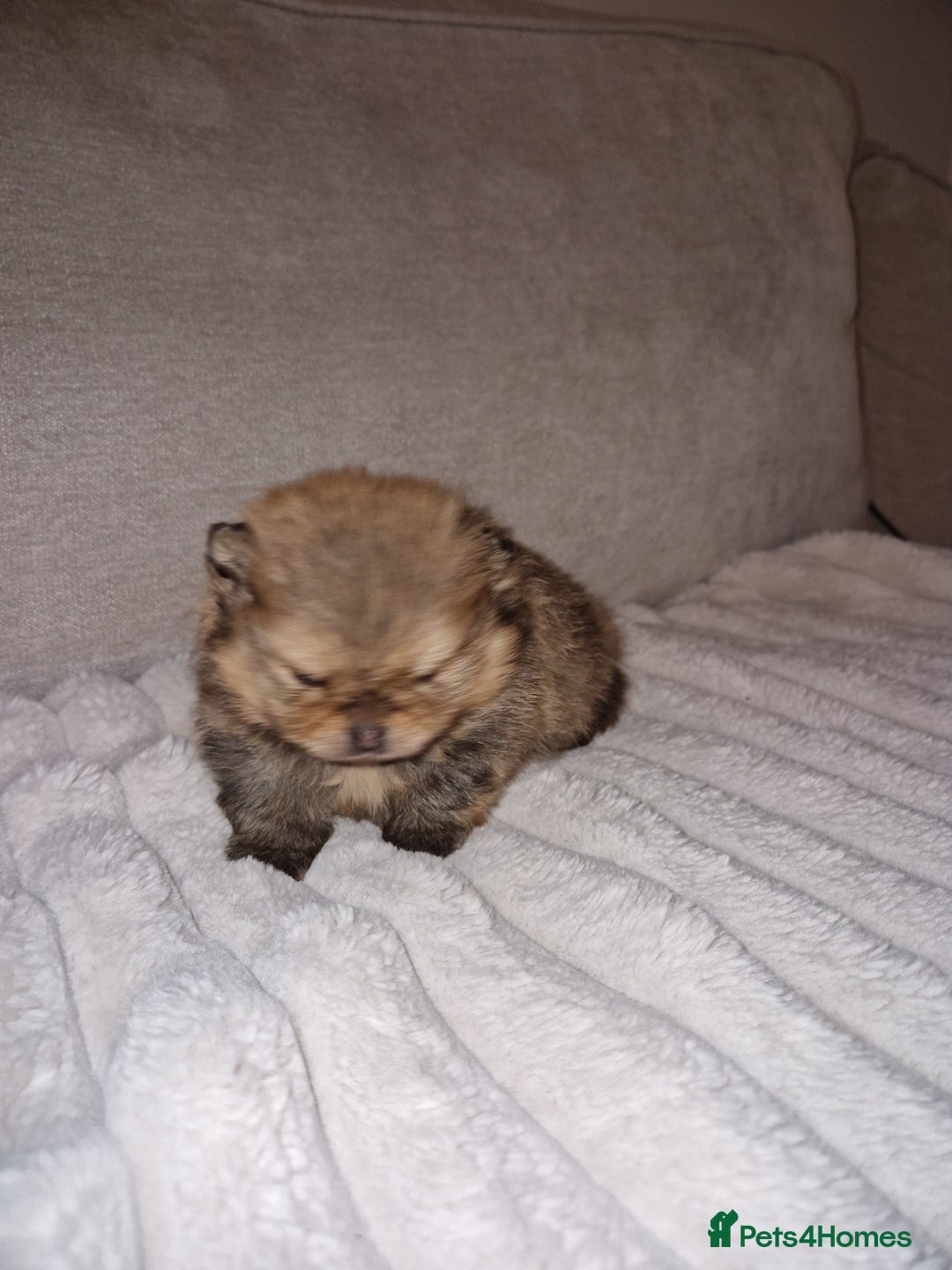 Pomeranian dogs for sale: Adorable KC Reg Pomeranian Pup– Orange Sable Boy - Image 5