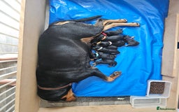 Rottweiler dogs for sale: Rottweiler puppies - Image 10