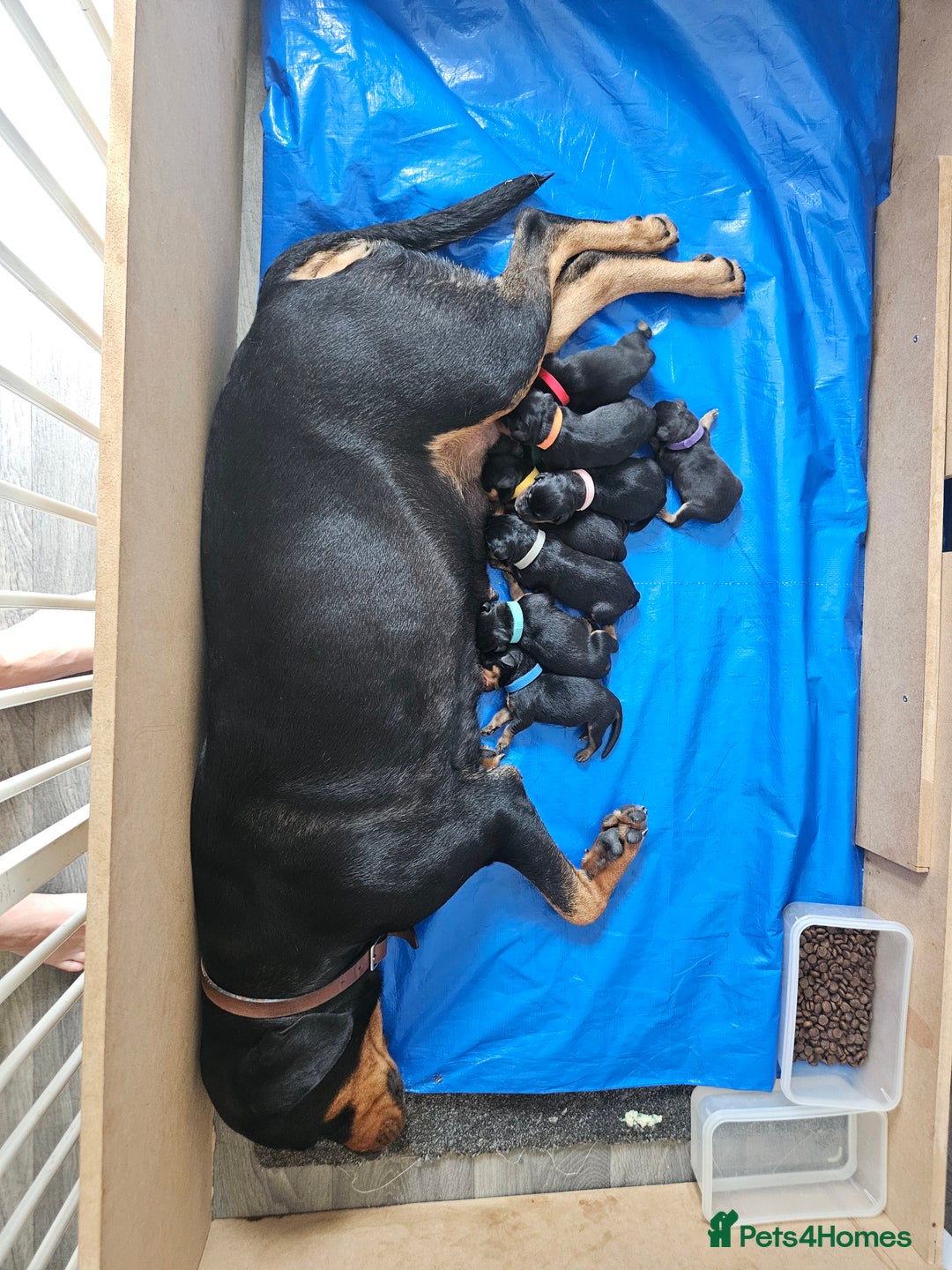Rottweiler dogs for sale: Rottweiler puppies - Image 10