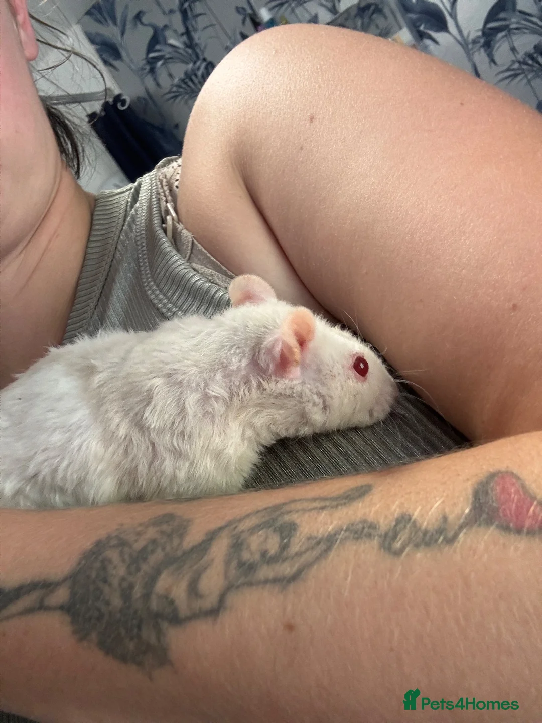 Rat rodents for sale: Five Exceptionally Friendly Dumbo rats  - Advert 11