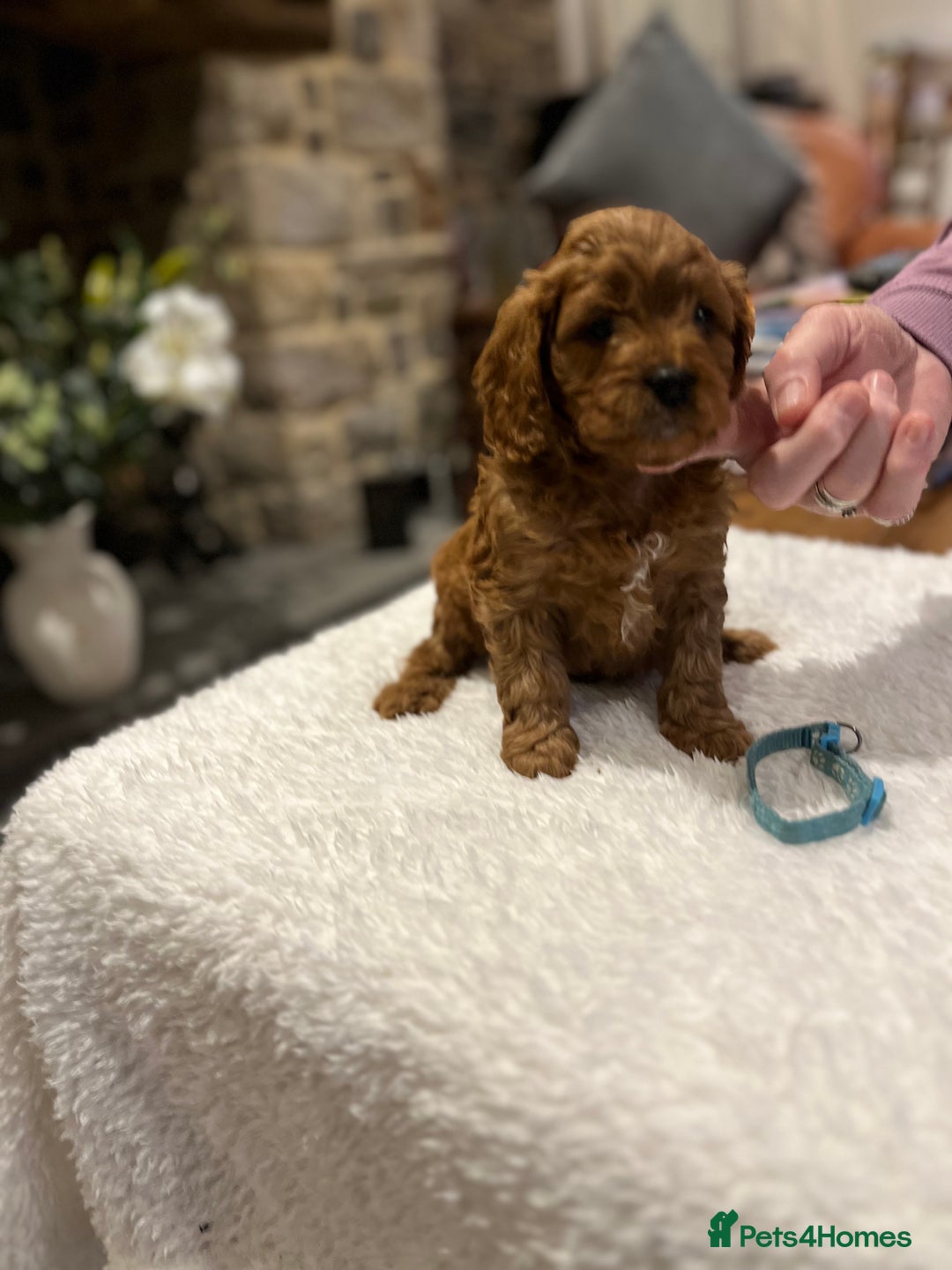 Cavapoo dogs for sale: Stunning litter of F1 Cavapoo puppies - Advert 11