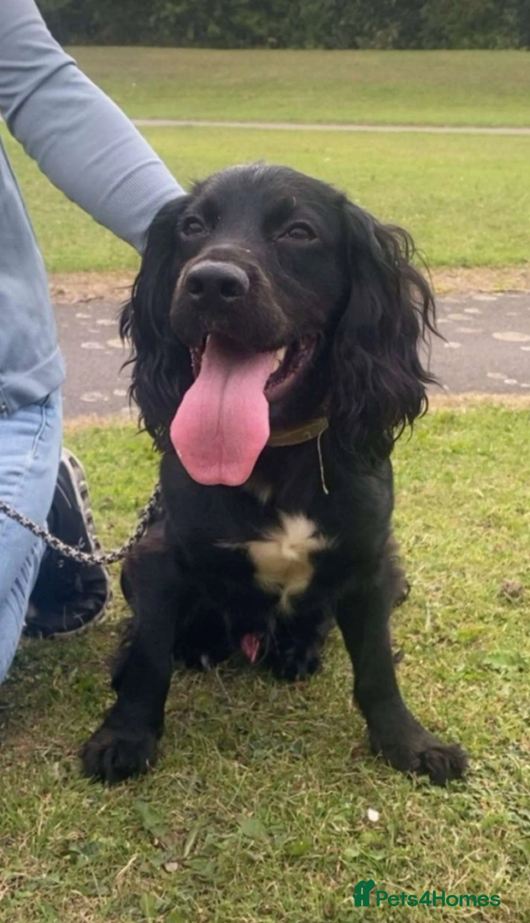 Cocker Spaniel dogs for sale: Cocker spaniel dog  - Image 2