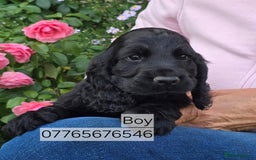 Cocker Spaniel dogs for sale: Show Cocker Spaniel Puppies Homebred Licenced - Image 4