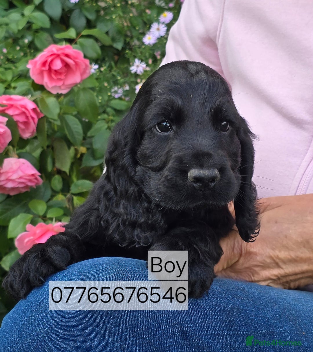 Cocker Spaniel dogs for sale: Show Cocker Spaniel Puppies Homebred Licenced - Image 4