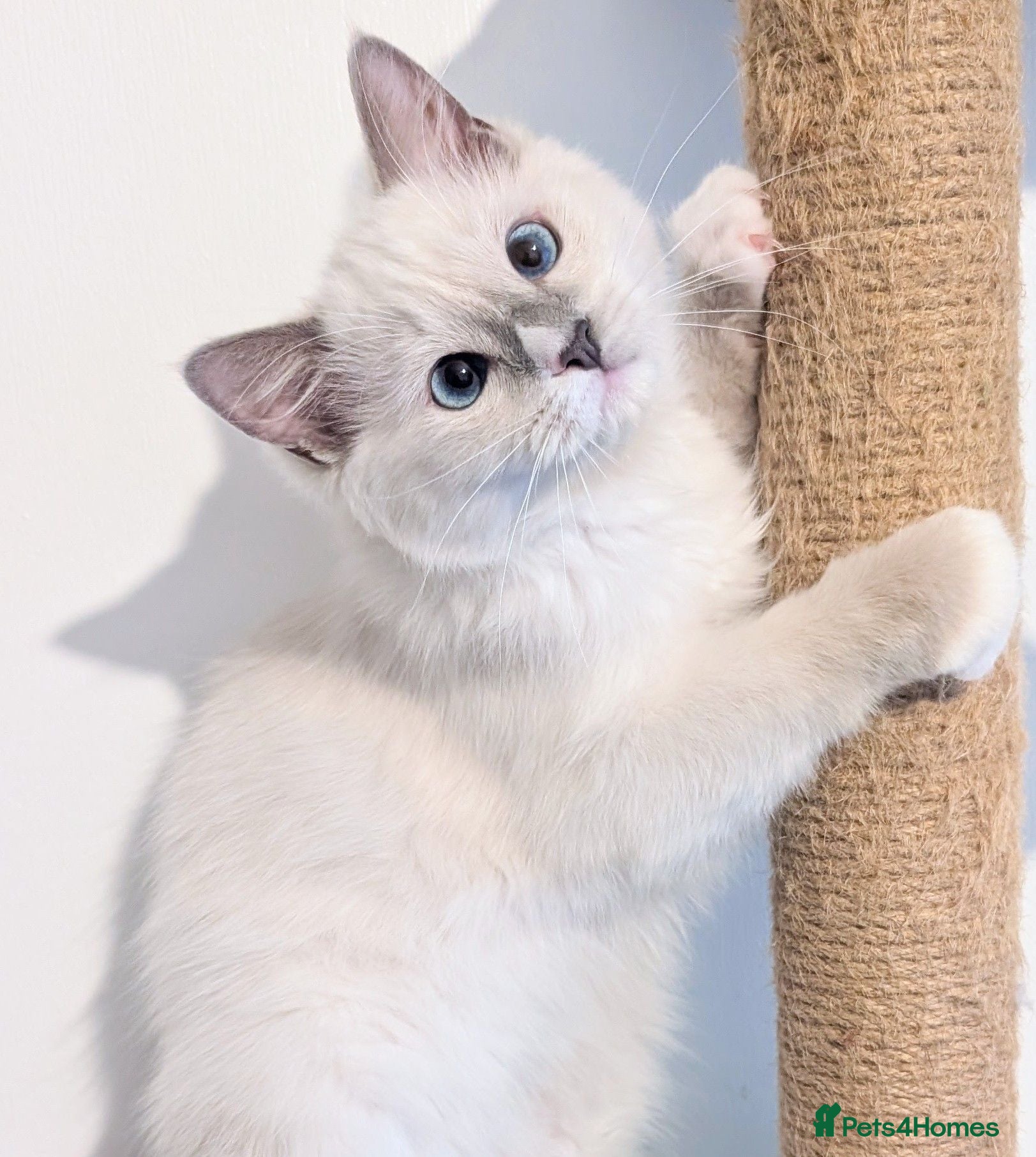 Ragdoll cats TICA,Champion,pedigree female Ragdoll kitten  - Advert 1