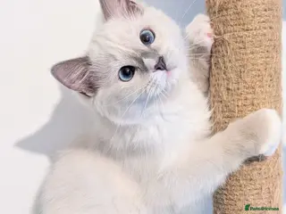 Ragdoll cats TICA,Champion,pedigree female Ragdoll kitten - Advert 1