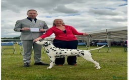 Dalmatian dogs for stud: UK Champion Jasquarella Edge of Winter at Palouse  in Leicester - Image 5