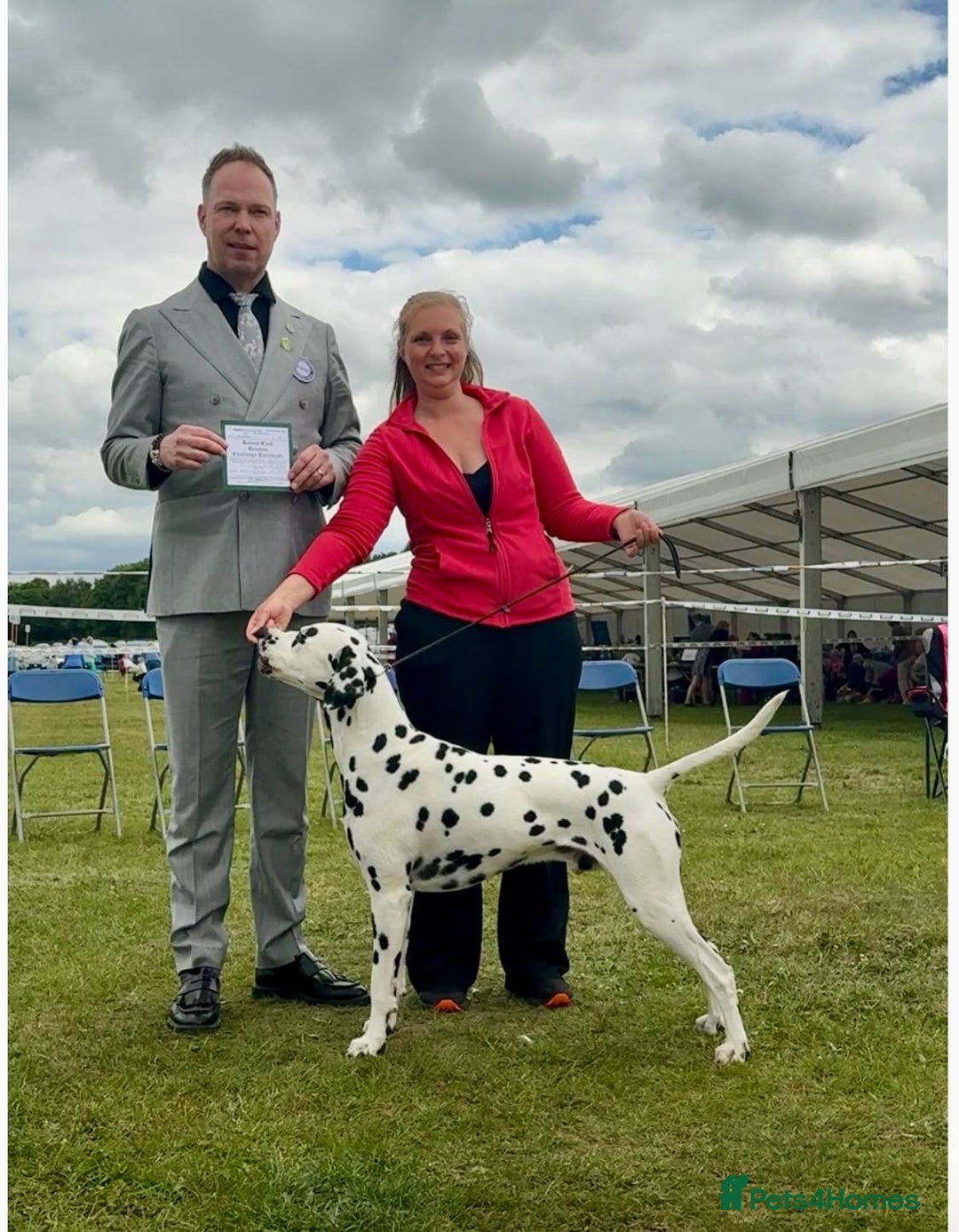 Dalmatian dogs for stud: UK Champion Jasquarella Edge of Winter at Palouse  in Leicester - Image 5