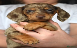 Dachshund dogs for sale: true miniature dachshund puppies ready now  - Image 5