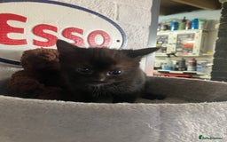 Mixed Breed cats for sale: 3 beautiful kittens  - Image 10