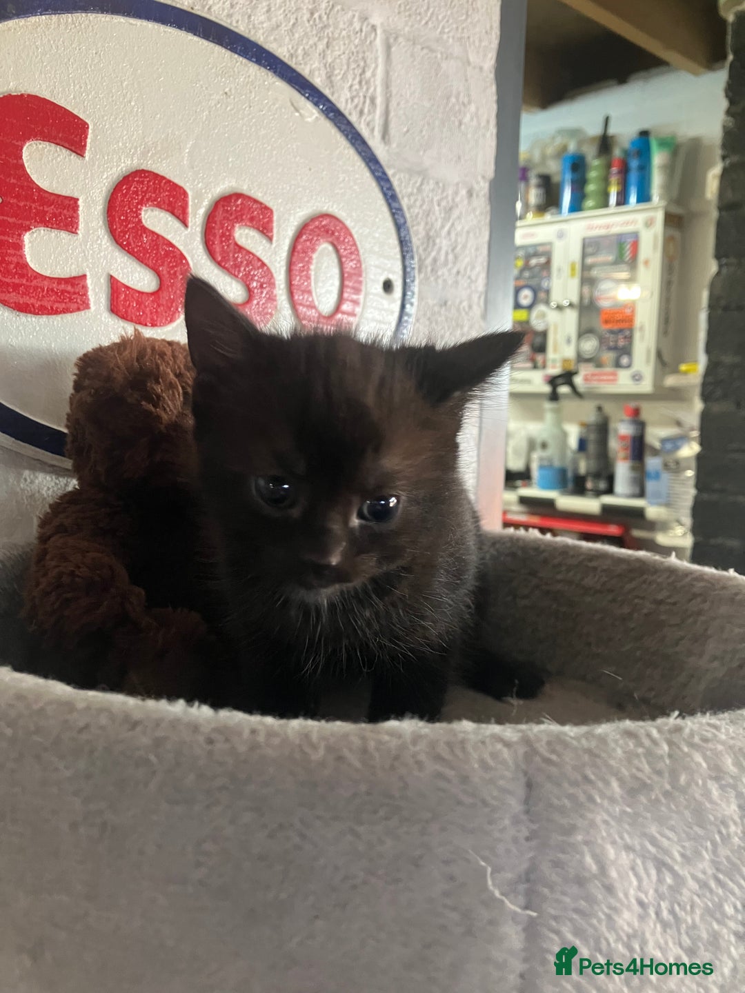 Mixed Breed cats for sale: 3 beautiful kittens  - Image 10