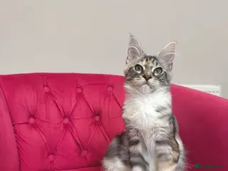 Maine Coon cats MaineCoon Kittens 🏆20+Gen🧬 Outstadning Pedigree - Advert 16