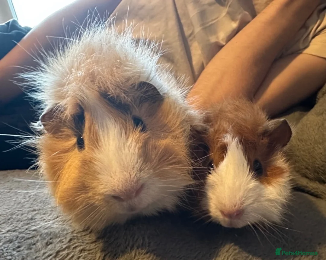 Guinea Pig rodents for sale: Male guinea pigs  in Appleby-in-Westmorland - Advert 1