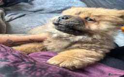 Chow Chow dogs for sale: 4 month old chow chow male  - Image 7