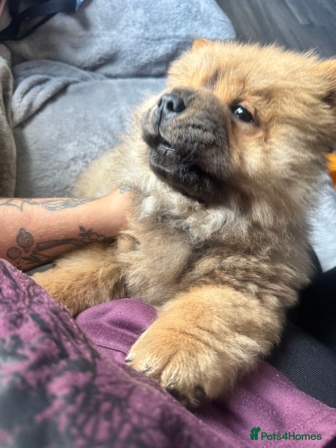 Chow Chow dogs for sale: 4 month old chow chow male  - Image 7