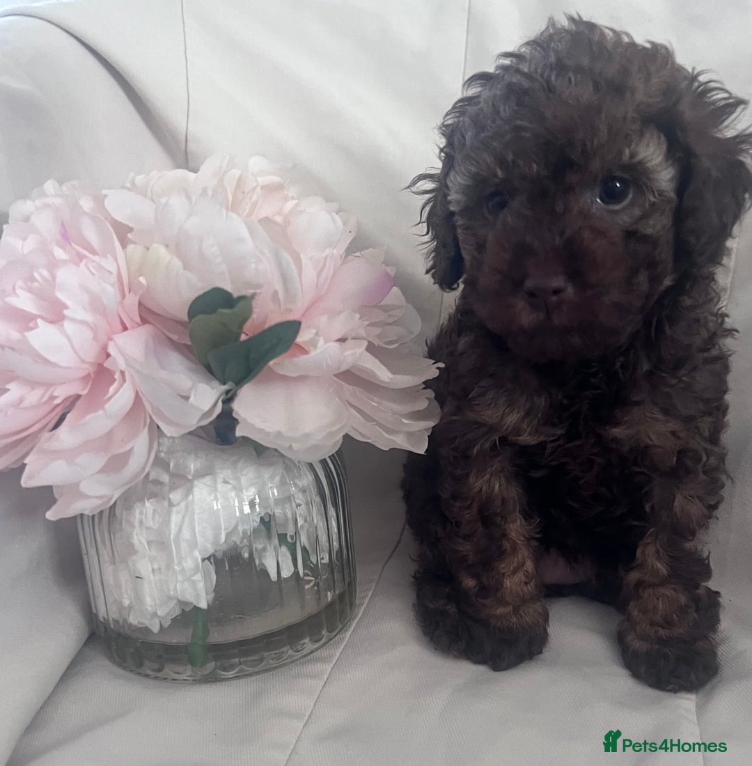 Miniature Poodle dogs for sale: MARLE miniature poodles - Image 2