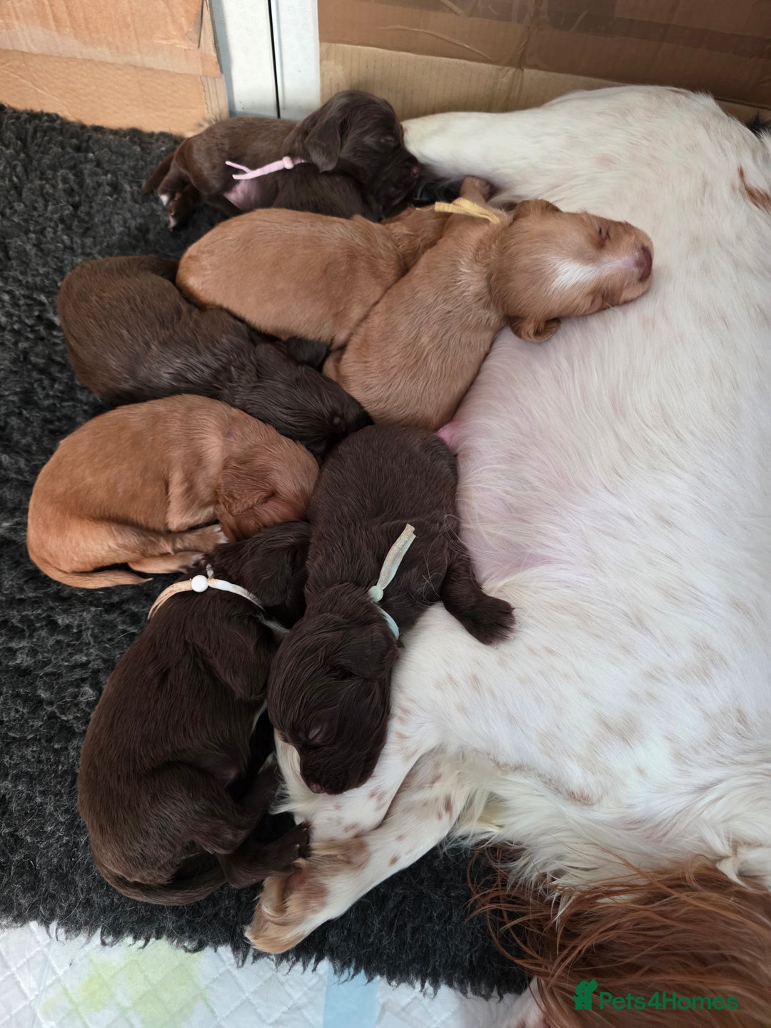 Cocker Spaniel dogs for sale: Beautiful Spaniel pups! - Advert 40