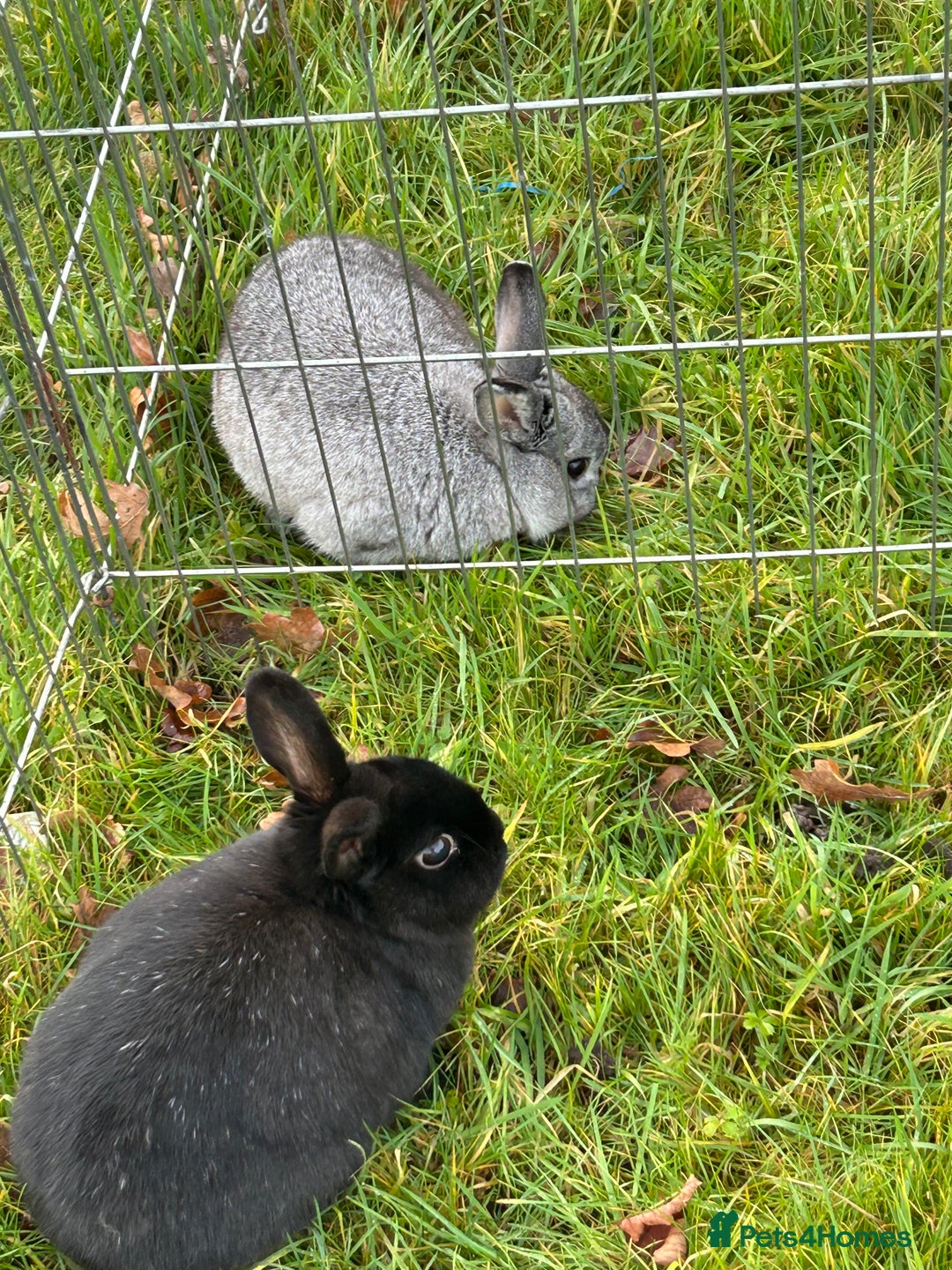 English rabbits for sale: 3 rabbits for sale  - Image 4