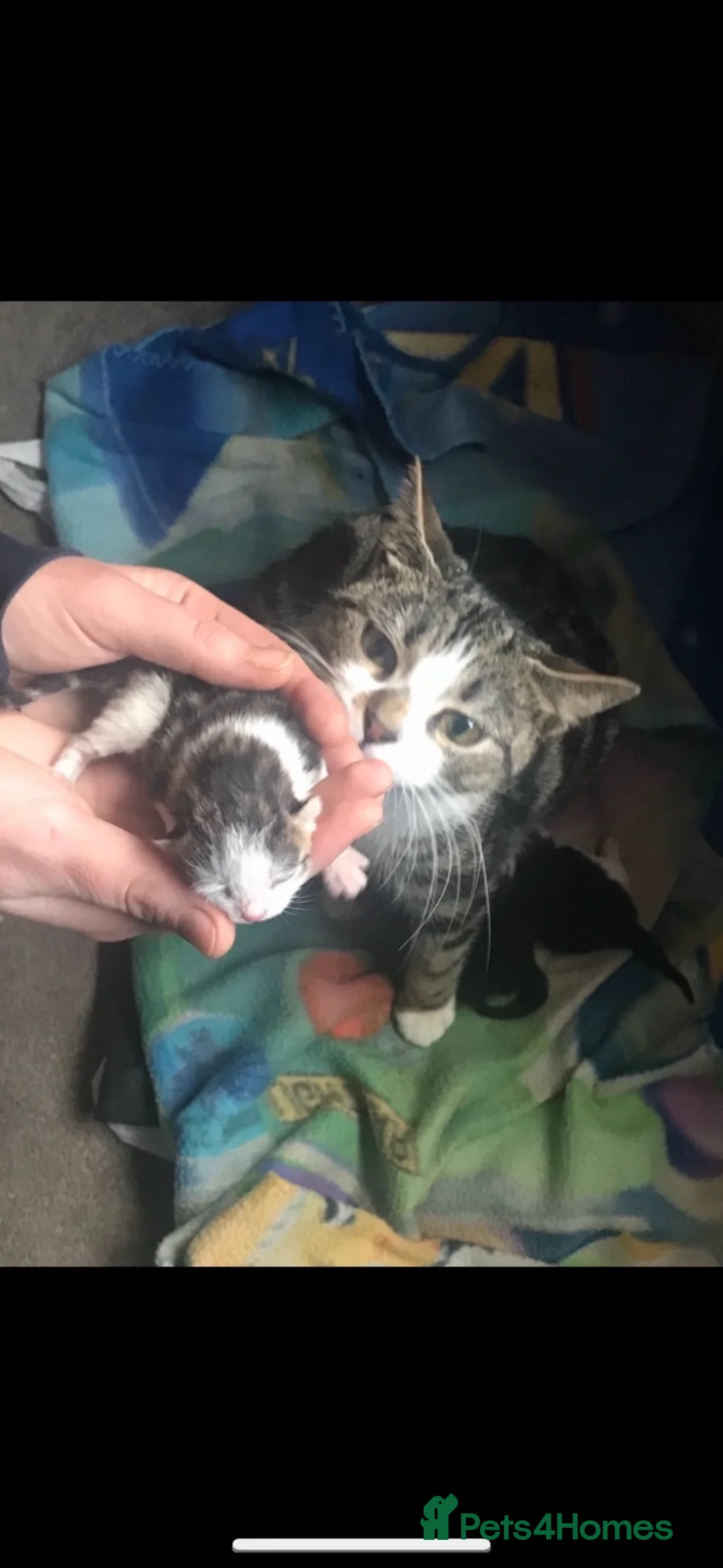 Mixed Breed cats for sale: Kittens ready for forever homes now  - Advert 13