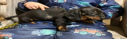 Miniature Dachshund dogs for sale: Miniature dachshunds * 3 boys left - Advert 7
