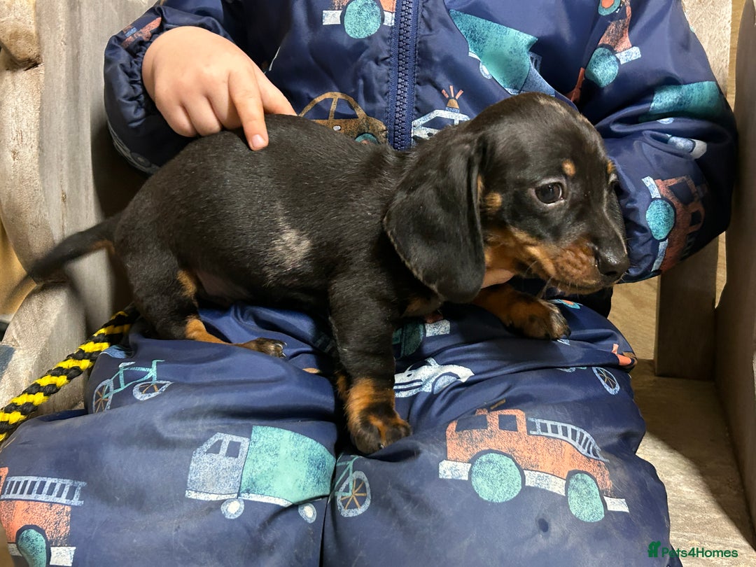 Miniature Dachshund dogs for sale: Miniature dachshunds * 3 boys left - Advert 7