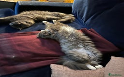 Russian Blue cats for sale: Beautiful Russian Blue 4 Year Old Cat - Image 11