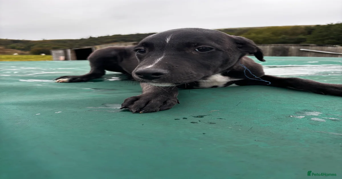 Lurch Puppies for sale | Pets4Homes