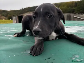 Lurcher dogs Lurcher - Advert 16