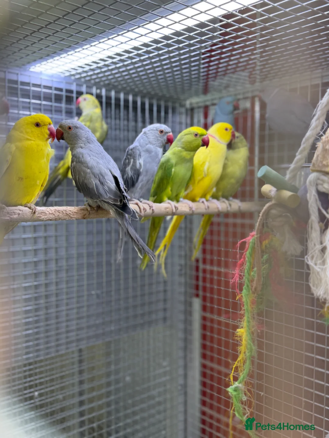 Ringnecks birds for sale: Ringneck  - Advert 7
